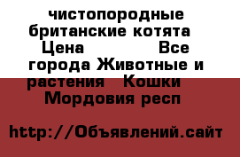 чистопородные британские котята › Цена ­ 10 000 - Все города Животные и растения » Кошки   . Мордовия респ.